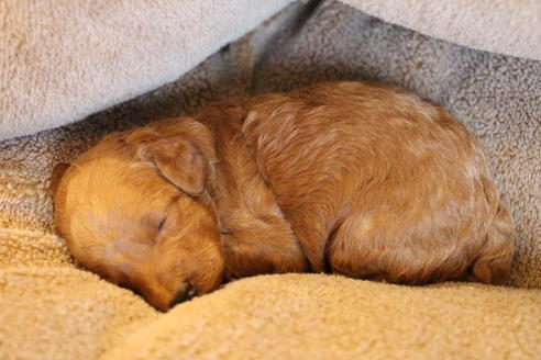 成約済の愛知県のトイプードル-65663の16枚目