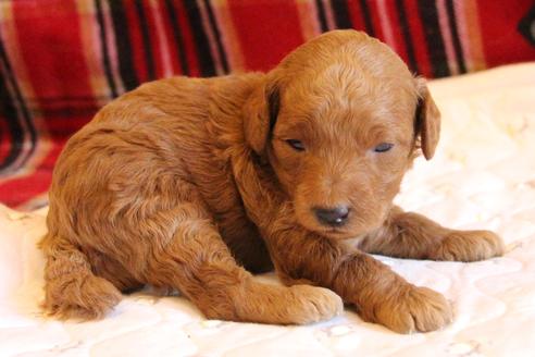 成約済の愛知県のトイプードル-65663の15枚目