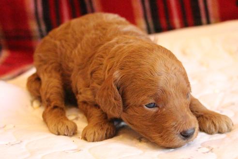 成約済の愛知県のトイプードル-65663の14枚目