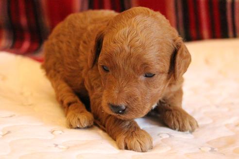 成約済の愛知県のトイプードル-65663の13枚目