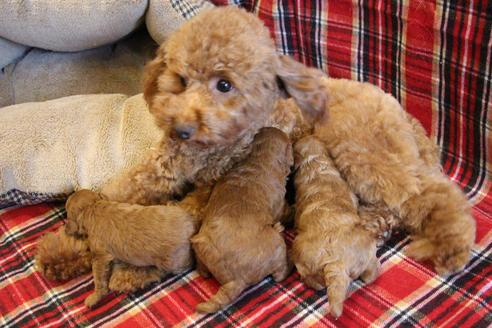 成約済の愛知県のトイプードル-65663の12枚目