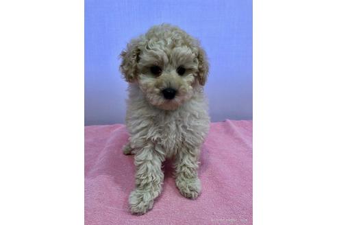 子犬