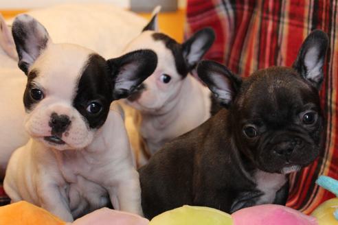 成約済の愛知県のフレンチブルドッグ-63621の13枚目