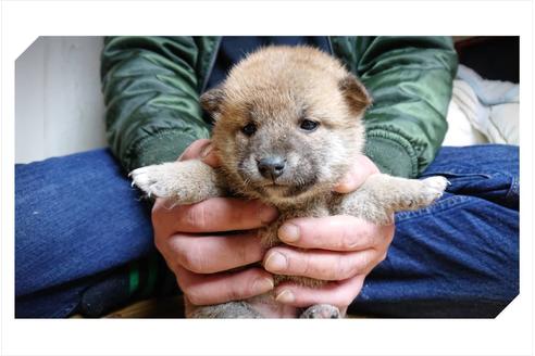 成約済の山口県の柴犬-66361の1枚目