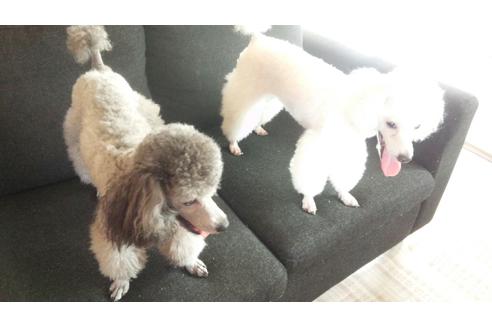 鹿児島県のヨークシャーテリア 男の子 14 11 04生まれ スチールブルー タン 子犬id ブリーダーナビ 鹿児島県のヨークシャーテリア 男の子 14 11 04生まれ スチールブルー タン 子犬id ブリーダーナビ