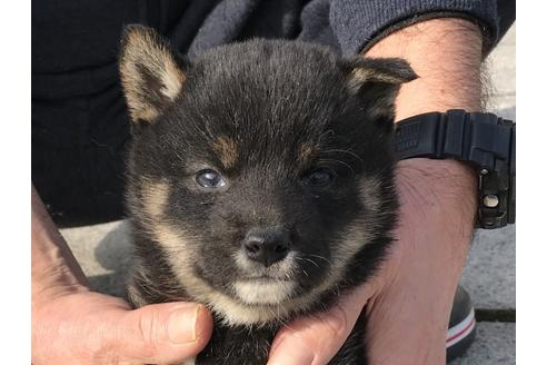 成約済の長崎県の柴犬-65473