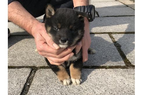 成約済の長崎県の柴犬-65473の3枚目