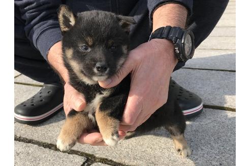 成約済の長崎県の柴犬-65473の2枚目