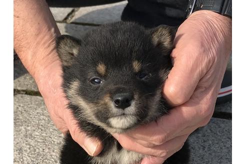 成約済の長崎県の柴犬-65472の1枚目