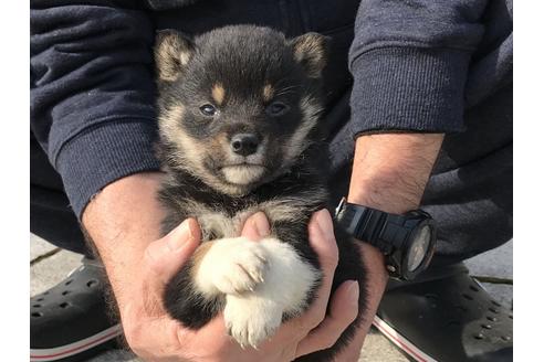 成約済の長崎県の柴犬-65472の2枚目