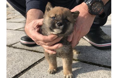 成約済の長崎県の柴犬-65471の5枚目