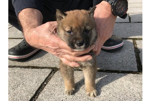 成約済の長崎県の柴犬-65471の4枚目