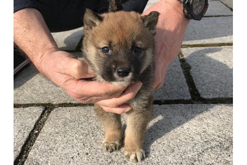 成約済の長崎県の柴犬-65471の3枚目