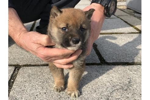 成約済の長崎県の柴犬-65471の2枚目