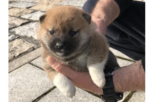 成約済の長崎県の柴犬-66389の3枚目