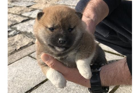 成約済の長崎県の柴犬-66389の2枚目