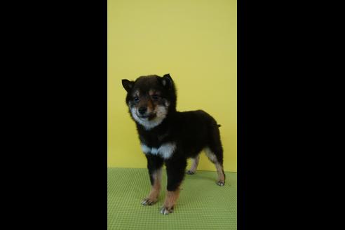 成約済の鹿児島県の柴犬-66407の5枚目