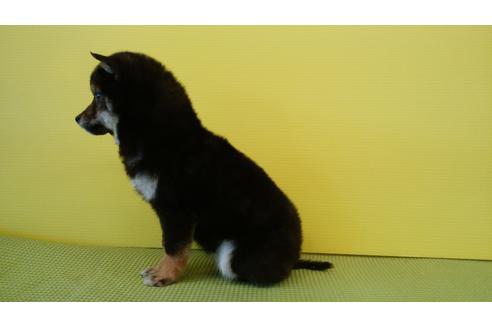 成約済の鹿児島県の柴犬-66407の3枚目