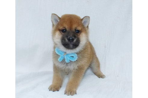 成約済の静岡県の柴犬-66416の1枚目