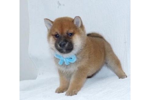 成約済の静岡県の柴犬-66416の6枚目