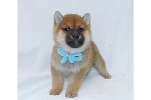 成約済の静岡県の柴犬-66416の5枚目