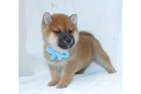 成約済の静岡県の柴犬-66416の4枚目