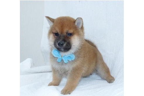 成約済の静岡県の柴犬-66416の3枚目