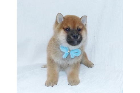 成約済の静岡県の柴犬-66416の2枚目