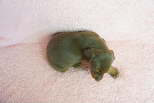 成約済の奈良県のドーベルマン-66441の2枚目