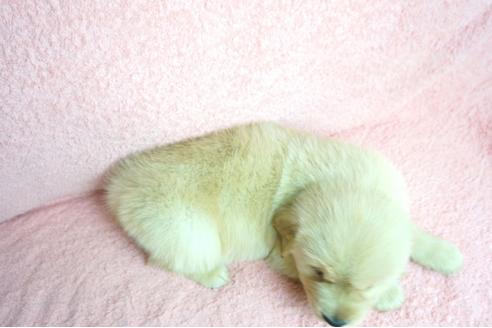 成約済の奈良県のゴールデンレトリーバー-66446の1枚目