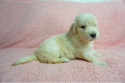 成約済の奈良県のゴールデンレトリーバー-66448の4枚目