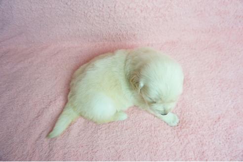成約済の奈良県のゴールデンレトリーバー-66448の2枚目