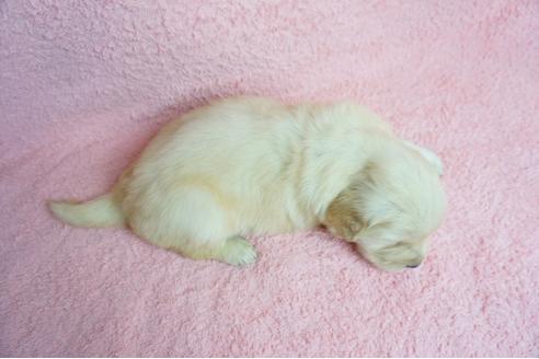 成約済の奈良県のゴールデンレトリーバー-66449の2枚目