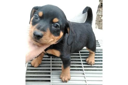 成約済の岐阜県のミックス犬-66454
