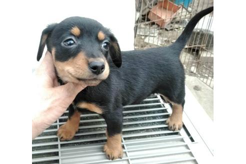 成約済の岐阜県のミックス犬-66455の2枚目
