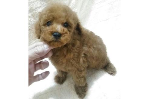 成約済の岐阜県のトイプードル-66458の1枚目