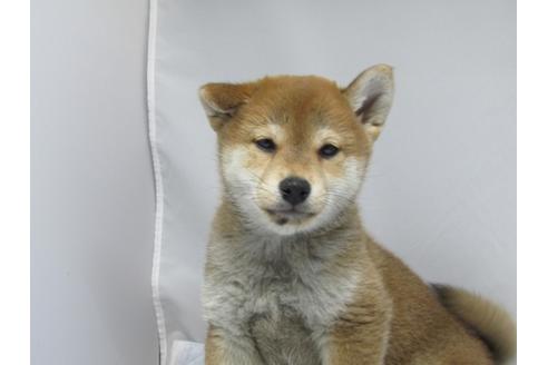 成約済の愛知県の柴犬-63439の18枚目