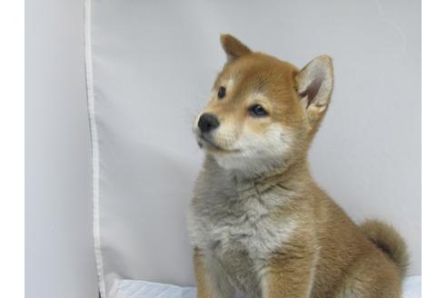 成約済の愛知県の柴犬-63439の17枚目