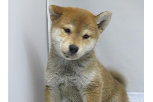 成約済の愛知県の柴犬-63439の16枚目