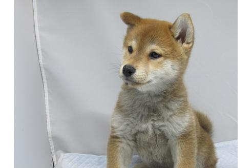 成約済の愛知県の柴犬-63439の15枚目