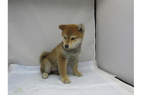 成約済の愛知県の柴犬-63439の14枚目