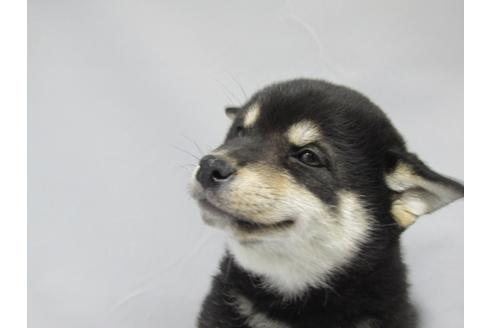 成約済の愛知県の柴犬-63440の5枚目