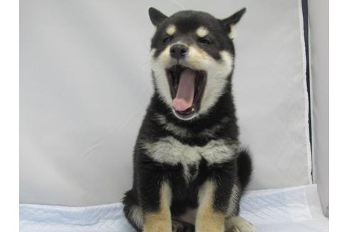 成約済の愛知県の柴犬-63440の4枚目