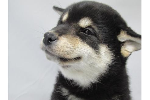成約済の愛知県の柴犬-63440の3枚目