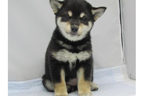 成約済の愛知県の柴犬-63440の2枚目