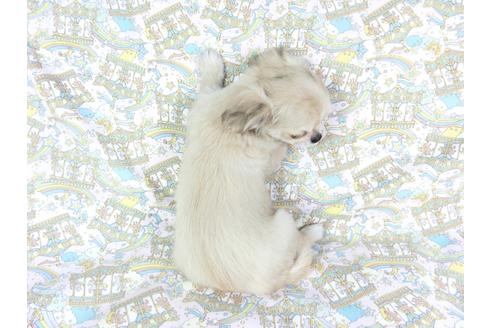 成約済の千葉県のチワワ(ロングコート)-62505の2枚目