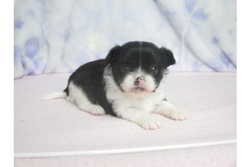 成約済の熊本県のミックス犬-66493の1枚目
