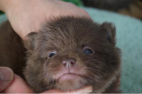 成約済の京都府のポメラニアン-66498