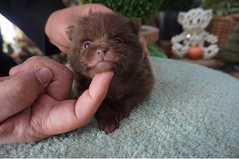 成約済の京都府のポメラニアン-66498の3枚目