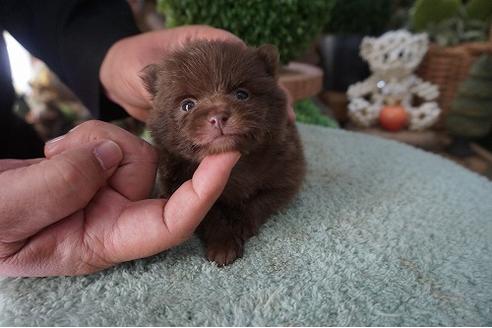 成約済の京都府のポメラニアン-66498の2枚目